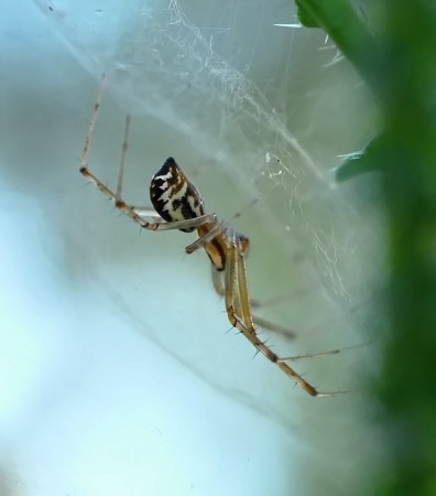 Linyphia triangularis